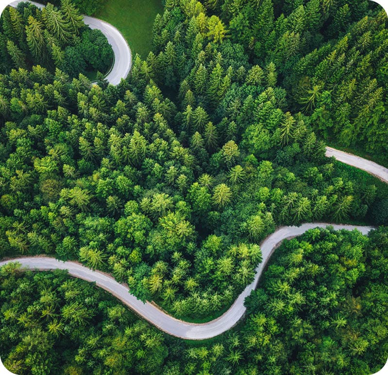 Idyllic winding road through the green pine forest.