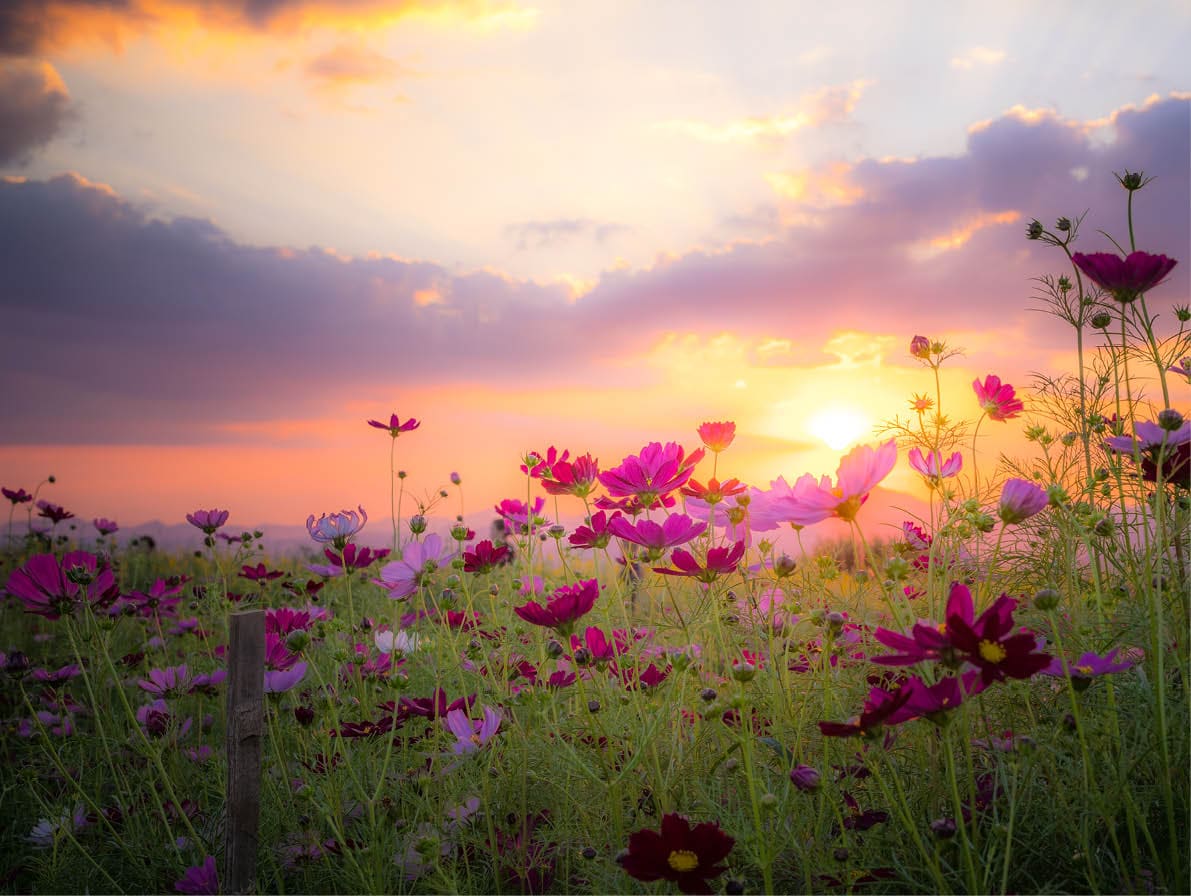 Beautiful rural landscape with sunrise and open meadow Yellow flowers bloom in the spring fields. Wild flowers blooming in the sunset Summer scene view